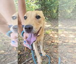 Small #4 Labrador Retriever Mix