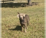 Small Photo #1 Labrador Retriever Puppy For Sale in DAYTON, TX, USA