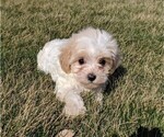 Small Photo #3 Maltipoo Puppy For Sale in FREDERICKSBURG, OH, USA