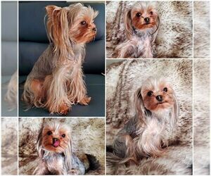 Yorkshire Terrier Puppy for sale in BATTLE GROUND, WA, USA