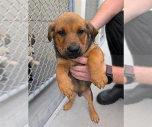 Dutch Shepherd -Unknown Mix Dogs for adoption in Corpus Christi, TX, USA