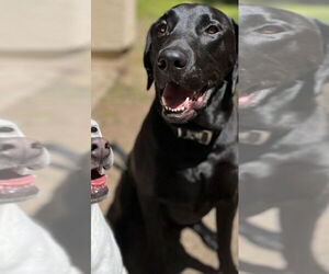 Labrador Retriever Dogs for adoption in Dana Point, CA, USA