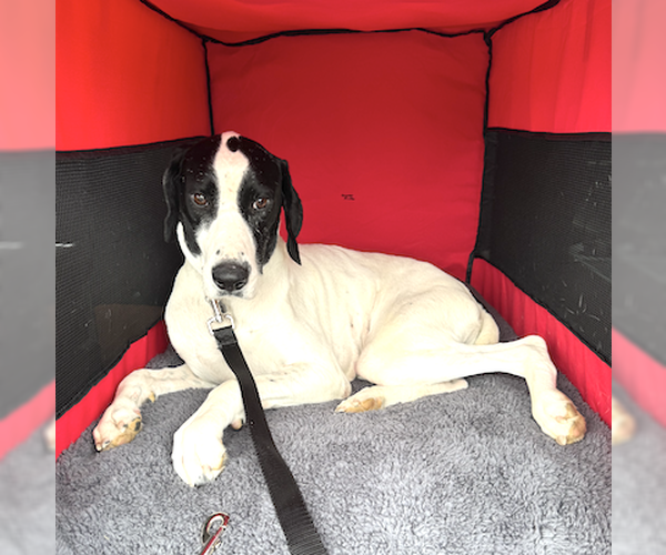 Medium Photo #3 German Shorthaired Pointer Puppy For Sale in Menlo Park, CA, USA