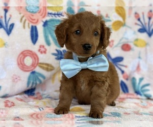 Goldendoodle (Miniature) Puppy for sale in LANCASTER, PA, USA