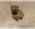 Small Photo #6 Pomeranian Puppy For Sale in PERKINS, OK, USA
