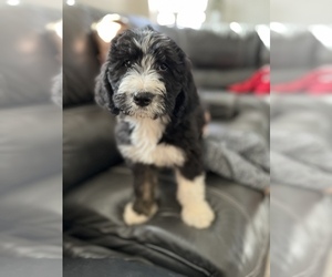 Bernedoodle Puppy for sale in GILBERT, AZ, USA