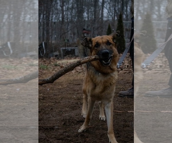 Medium Photo #8 German Shepherd Dog Puppy For Sale in Rustburg, VA, USA