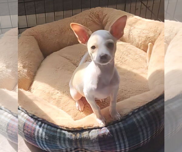 Medium Photo #2 Chipin Puppy For Sale in The Woodlands, TX, USA