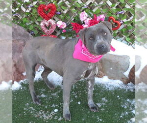 American Pit Bull Terrier Mix Dog for Adoption in Oklahoma City, Oklahoma USA