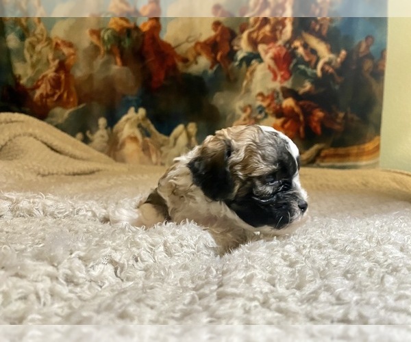 Medium Photo #19 Shih-Poo-Zuchon Mix Puppy For Sale in GALENA, NV, USA
