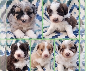 Aussiedoodle Miniature Puppy for sale in WINSTON SALEM, NC, USA