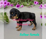Small Photo #5 Rottweiler Puppy For Sale in SOUR LAKE, TX, USA