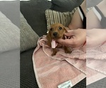 Small Photo #2 Dachshund Puppy For Sale in PERRIS, CA, USA