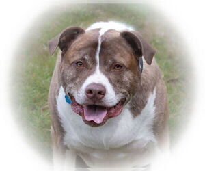 FERGAL aka RAMBO - Male Mutt Dog for Adoption - Photo #17