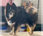 Small Photo #1 Pomsky Puppy For Sale in DRACUT, MA, USA
