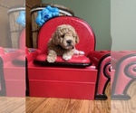 Small #1 Poodle (Miniature)