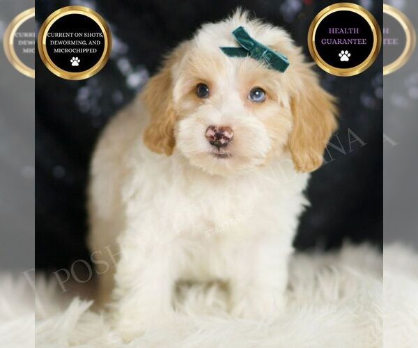 Medium Photo #6 Yorkipoo Puppy For Sale in WARSAW, IN, USA