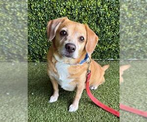 Beagle-Unknown Mix Dogs for adoption in Naples, FL, USA