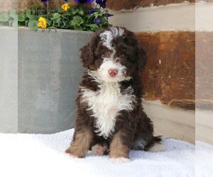 Bernedoodle Puppy for sale in NARVON, PA, USA