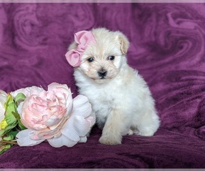 Pom-A-Poo Puppy for sale in OXFORD, PA, USA