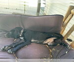 Small #3 Labrador Retriever Mix
