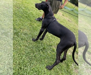Great Dane Puppy for sale in CLEVELAND, OH, USA