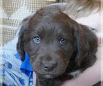 Puppy Pansy Labradoodle