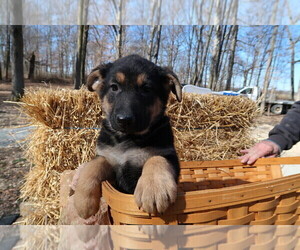 German Shepherd Dog Puppy for sale in FORT WAYNE, IN, USA