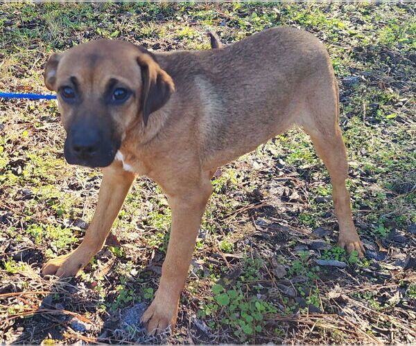 Medium Photo #1 Mutt Puppy For Sale in Wetumpka, AL, USA
