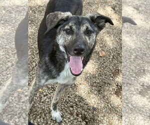 Labrador Retriever-Unknown Mix Dogs for adoption in Phoenix, AZ, USA