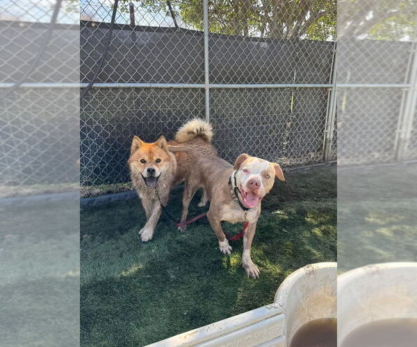 Medium Photo #13 American Staffordshire Terrier-Unknown Mix Puppy For Sale in Lake Forest, CA, USA