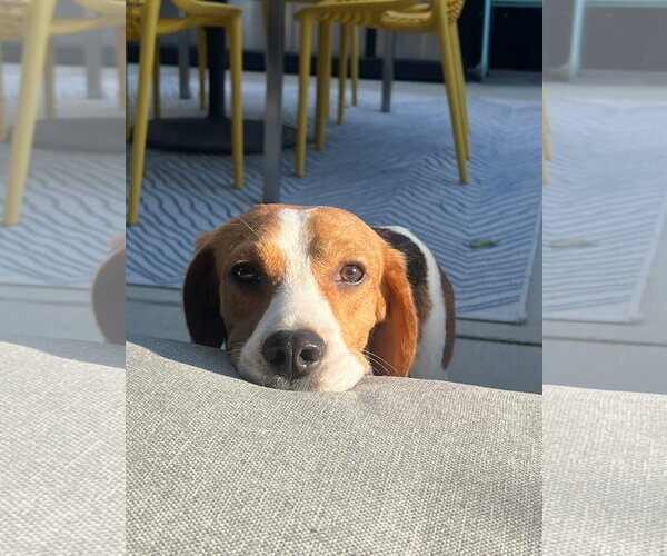 Medium Photo #2 Beagle Puppy For Sale in Littleton, CO, USA