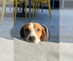 Small #1 Beagle