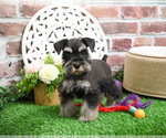 Small #7 Schnauzer (Miniature)