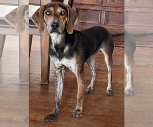 Bluetick Coonhound-Unknown Mix Dogs for adoption in Westminster, MD, USA