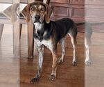 Small Bluetick Coonhound Mix