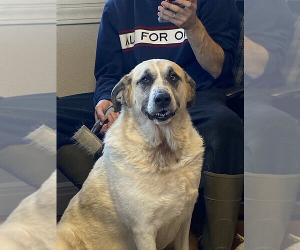 Medium Photo #7 Great Pyrenees-Unknown Mix Puppy For Sale in Bolivar, MO, USA