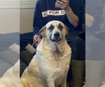 Small #6 Great Pyrenees Mix