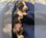 Small #13 American Pit Bull Terrier-Labrador Retriever Mix