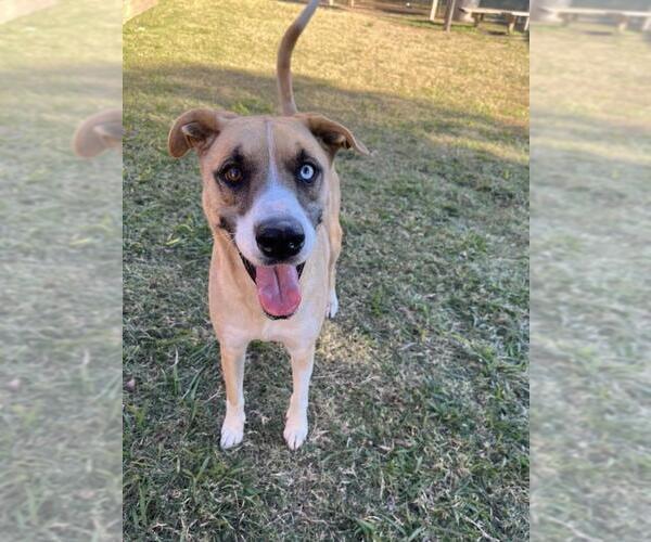 Medium Photo #1 Catahoula Leopard Dog-Unknown Mix Puppy For Sale in Plano, TX, USA