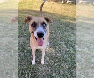 Catahoula Leopard Dog-Unknown Mix Dogs for adoption in Plano, TX, USA