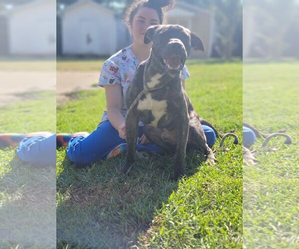 Medium Photo #2 Boxador Puppy For Sale in Orangeburg, SC, USA