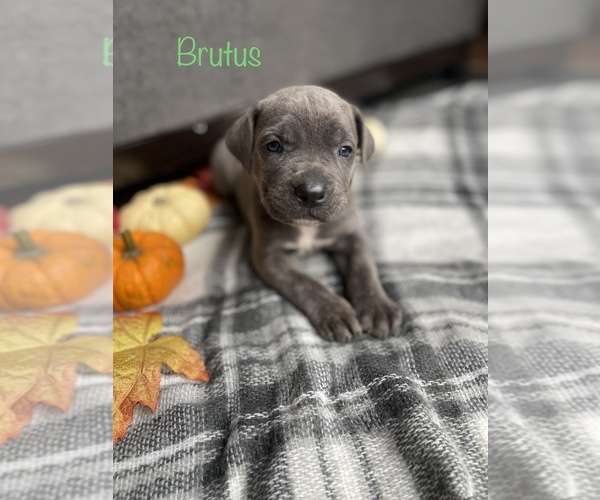 Medium Photo #2 Cane Corso Puppy For Sale in DINGMANS FERRY, PA, USA