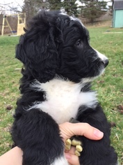 Bernedoodle Puppy for sale in EAU CLAIRE, MI, USA