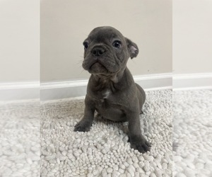 French Bulldog Puppy for sale in CHARLESTON, SC, USA