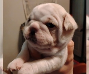 Frenchie Pug Puppy for sale in NEW WAVERLY, TX, USA