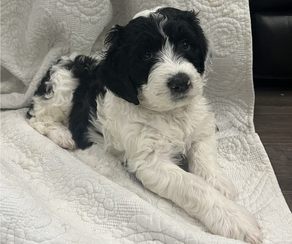 Medium Photo #2 Sheepadoodle Puppy For Sale in MERIDIAN, PA, USA