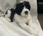 Small Photo #2 Sheepadoodle Puppy For Sale in MERIDIAN, PA, USA