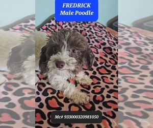 Father of the Poodle (Toy) puppies born on 07/09/2025