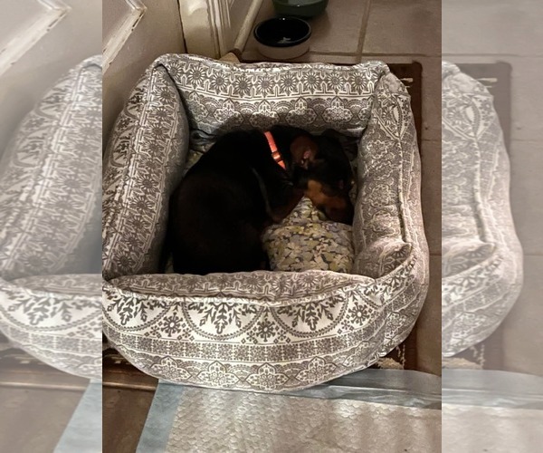 Medium Photo #6 Dachshund-Unknown Mix Puppy For Sale in Gulfport, MI, USA